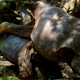 Diego the tortoise and mate